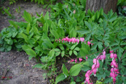 DSC00452