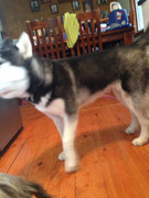 24300943_1767687993533957_8725397904776999968_n