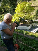 margotta - Separata margotta  da un Bonsai di acero palmato IMG_20180919_171603