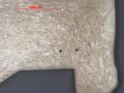 LC head 25x dichromate