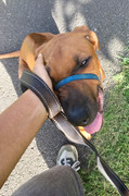 Rocco the Rhodesian Ridgeback 36