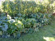 [Image: Oct5th-zucchini-greenbeans.jpg]