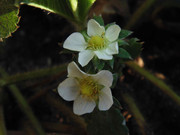 6.2.model strawberries II