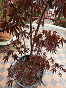 IMG-3491