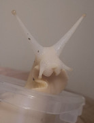 IMG-4833