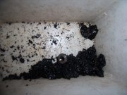 Granul-s-p-trole-Additif.jpg