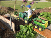 Kompostmiete Aus Drei mach Eins 2.Okt. 2015 (13)