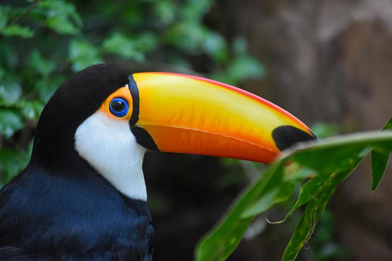 В джазе только девушки или аргентинско-бразильский калейдоскоп В джазе только девушки или аргентинско-бразильский калейдоскоп