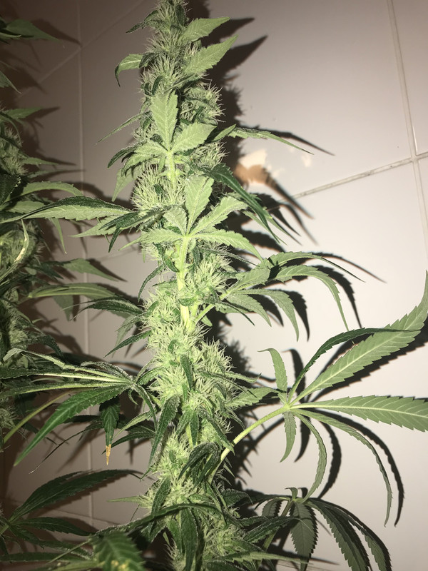 B5BF975B-9729-4EC6-8465-8EF0368415EC