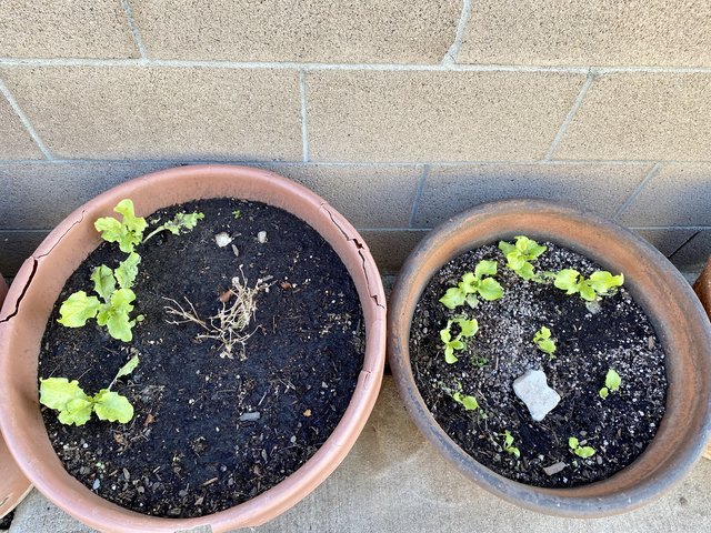 [Image: 55-CFF11-E-A407-4-FC2-AC91-D22-CD559238-E.jpg]