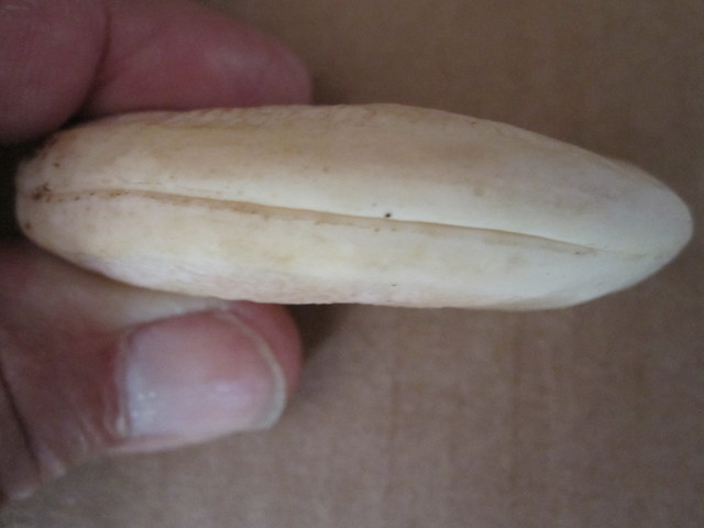 130830-mango seed B (1)