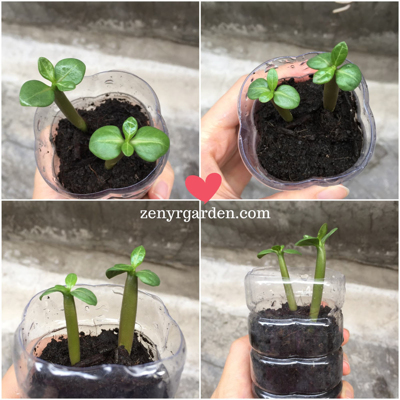 adenium-seedlings-with-fertilizer-different-views.jpg