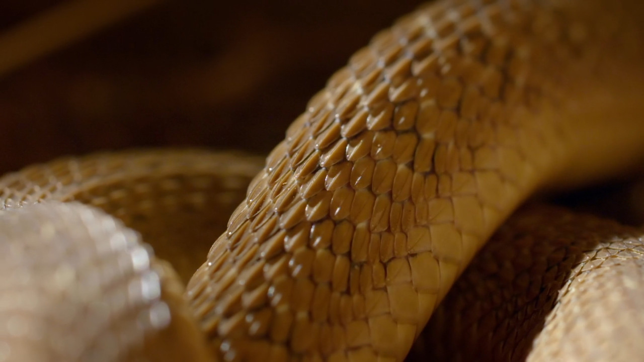 Africa's Hidden Wonders  S01E01 Disney  1080p WEB DDP x264-NM21vi.mkv_snapshot_24.38.431