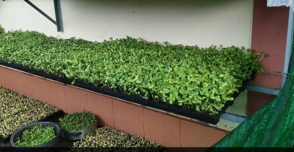 ดินปลูก_๒๐๐๙๒๕_13