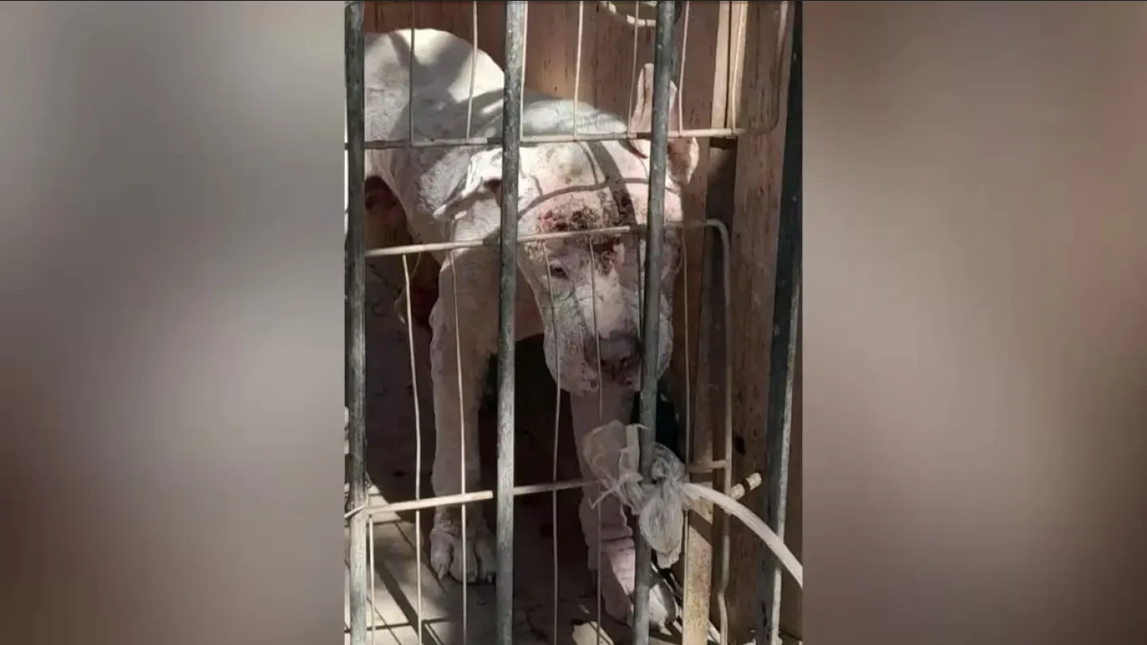 Mujer es vinculada a proceso por maltrato animal; abandonó a perro y murió