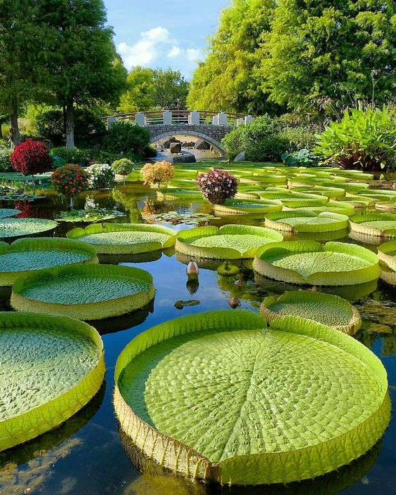 greengiantlilypads.jpg