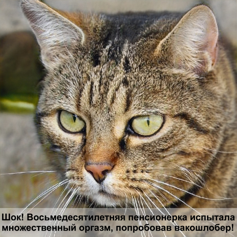 кошка виляет хвостом