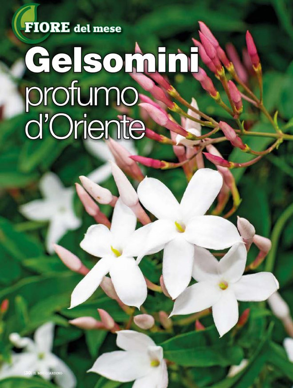 Il Mio Giar Mag-Giu 2020 (3)