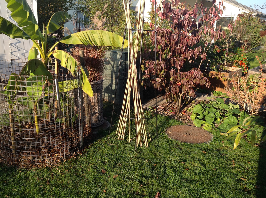 Komposter zügeln Fargesia setzen 24. 25 (7)