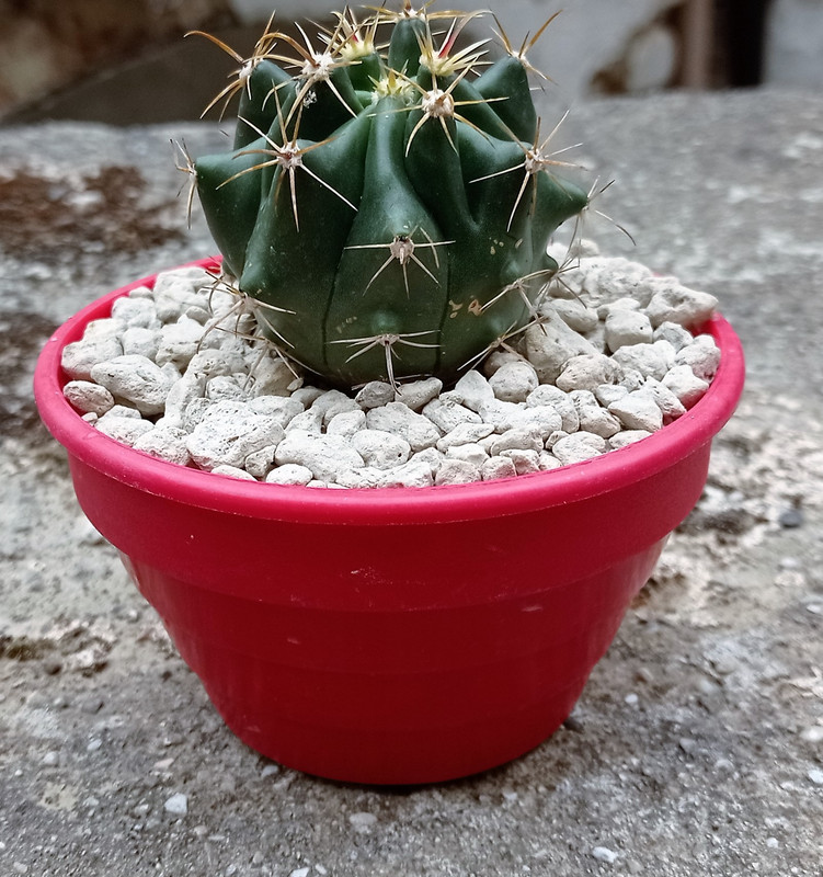 Ferocactus latispinus (2)