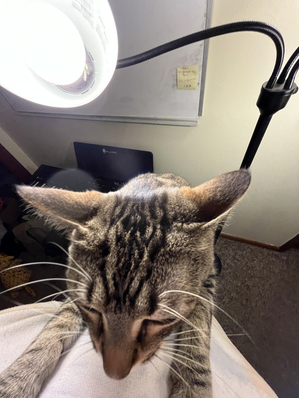 Bipolar Check-in #88 (again!)