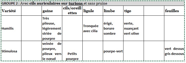 clé turions humilis stimulosa