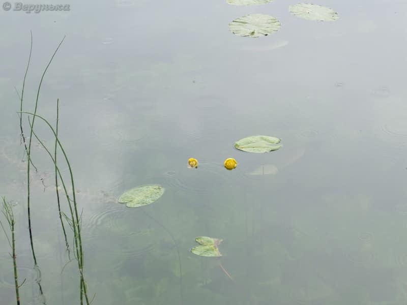 DSCF9286