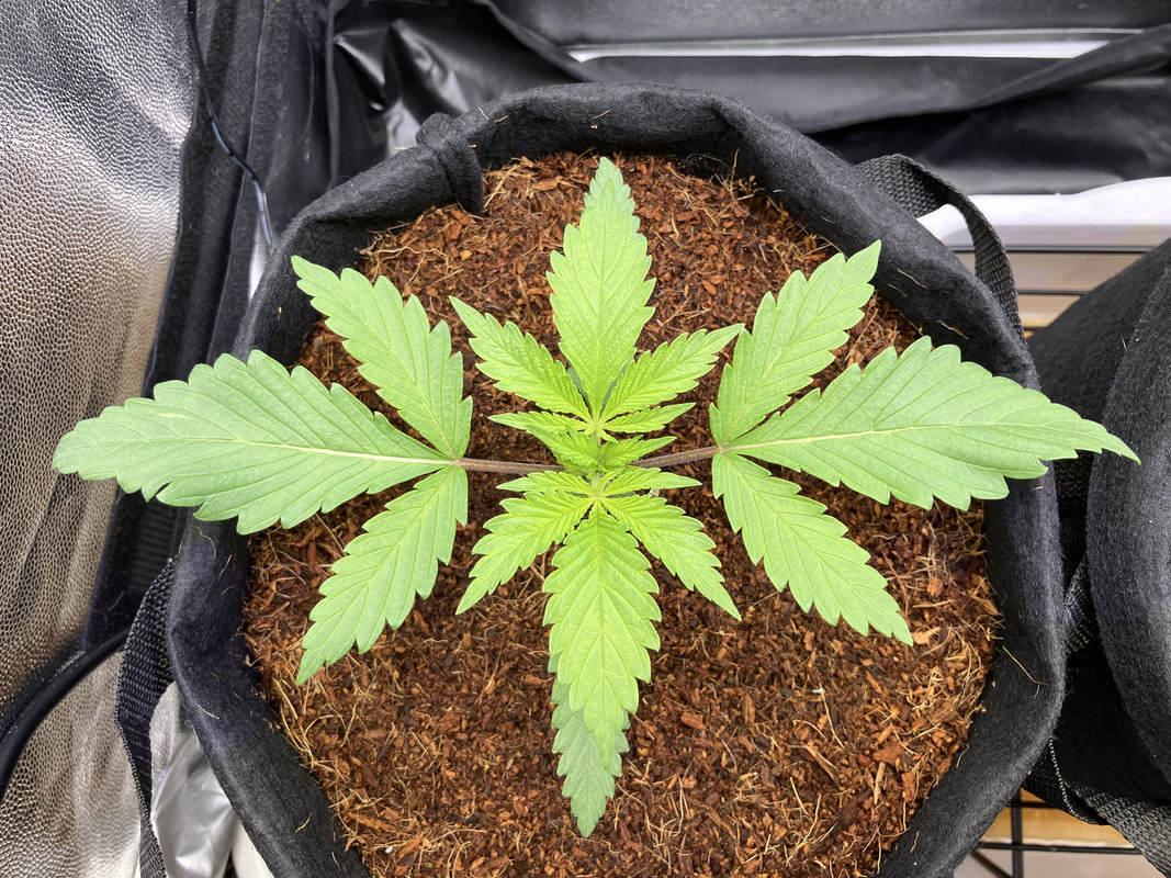 IMG_1271 (marzo 27 2023)