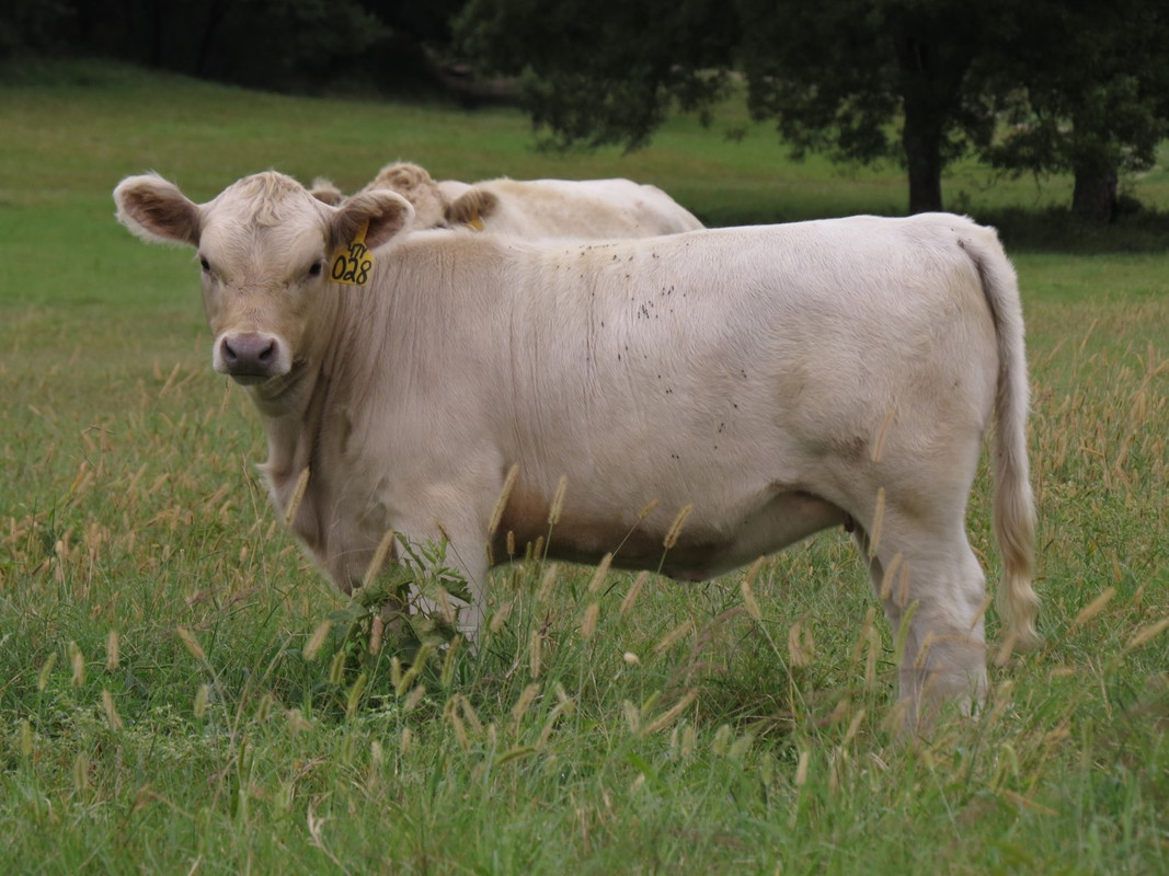 028-Heifer-5-5-months.jpg