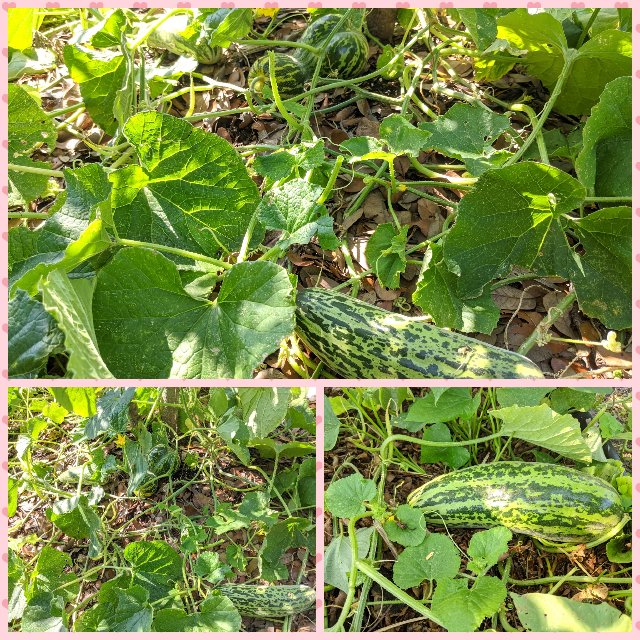 [Image: Photo-Grid-1588956484382.jpg]