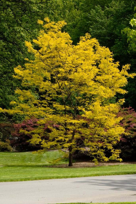 gleditsia sunburst 2 wfvidqjskvzf