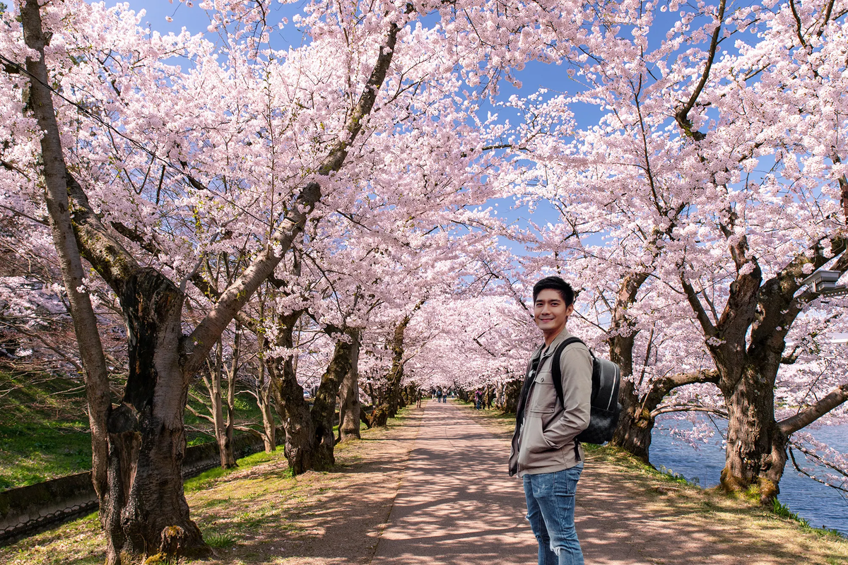 Cherry blossoms in Japan