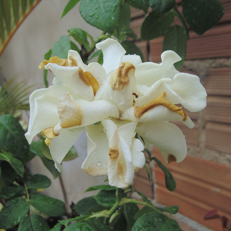 11.4.community bath day at the garden IV (crop)