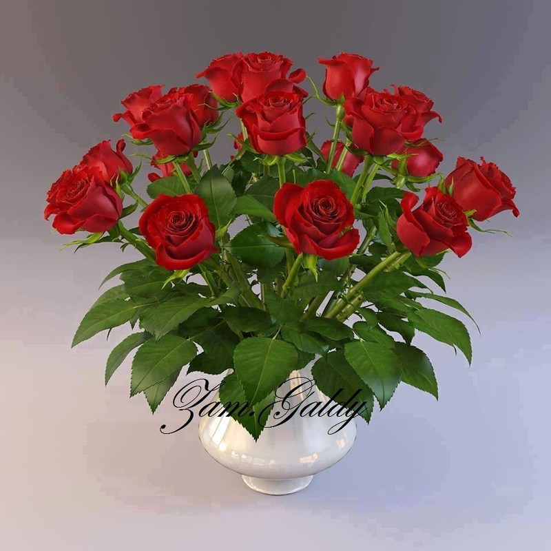 růže červené Galdy....