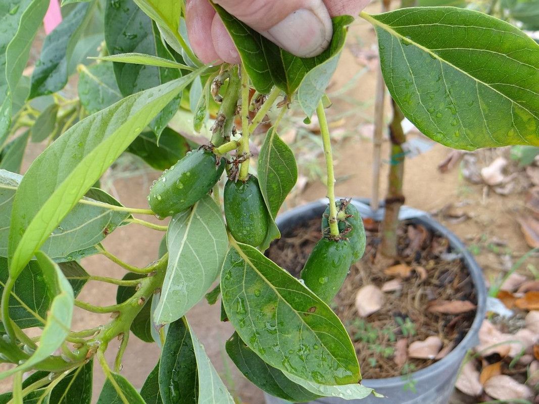 Joeyfruit