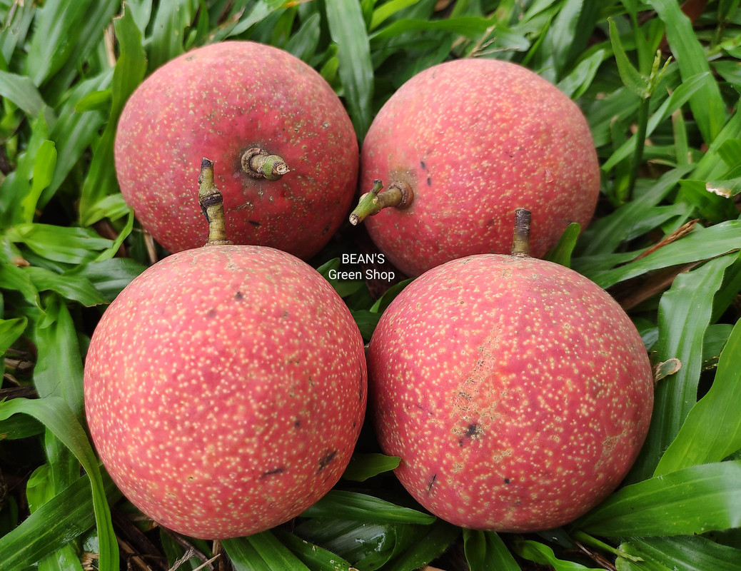 Purple langir(hard shell)2