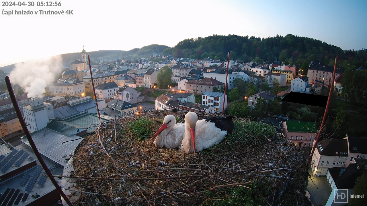 Živě z čapího hnízda na pivovarském komíně v Trutnově 4-2-21 screenshot