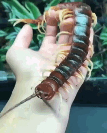 centipede.gif