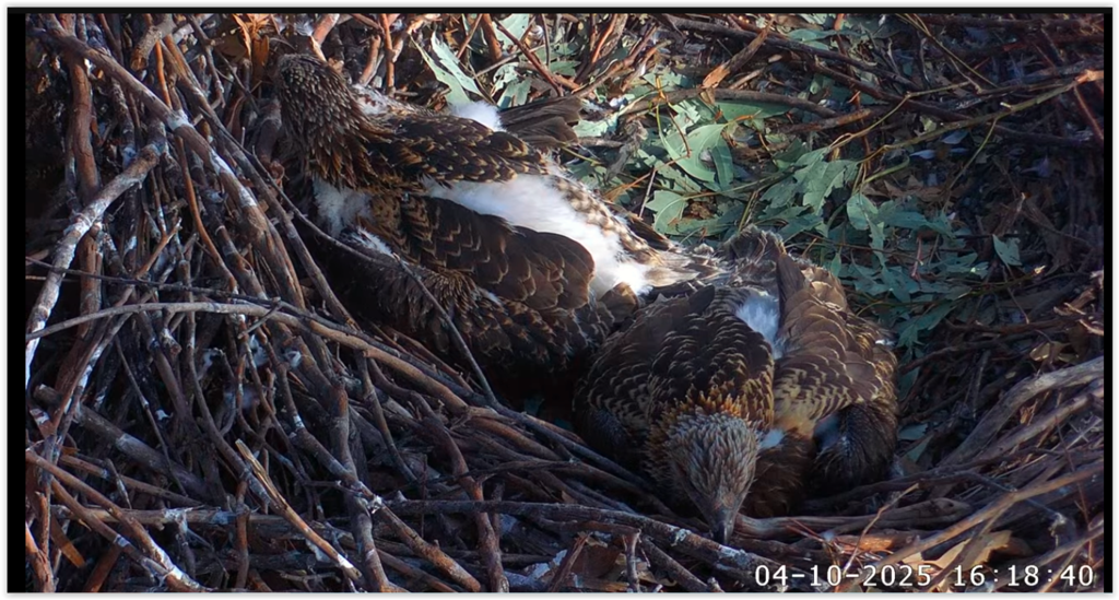 Screen Shot 10-04-25 at 08.19 AM