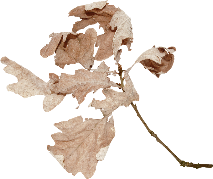 Autumn Witchery (128)