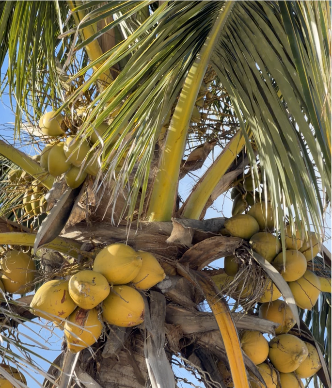 [Image: Sanibel-Light-House10.png]