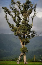 Walking Tree in Neuseeland Quelle: Screenshot YouTube