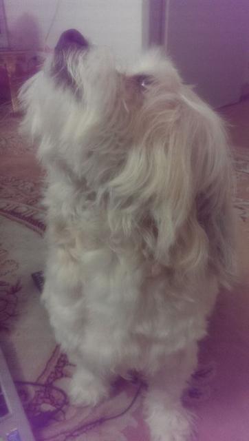 volghan hosseini (121)