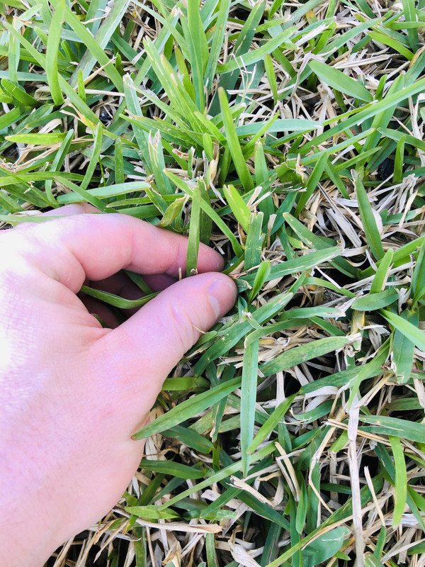 What type of grass do I have? Lawn Care Forum
