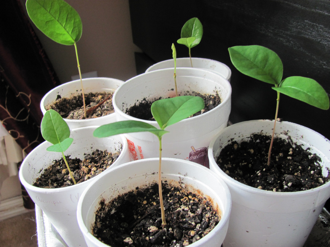 2018.06.07 - Annona coriacea 02