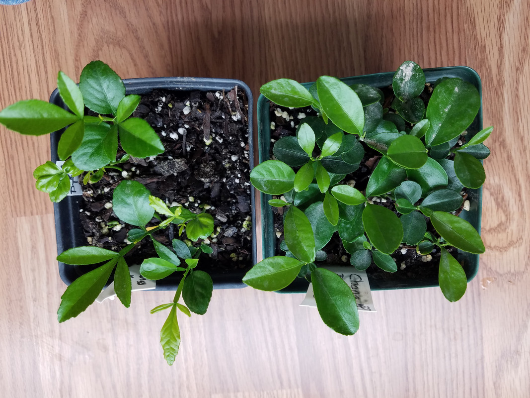 ChangXPT_greenvstan_seedlings