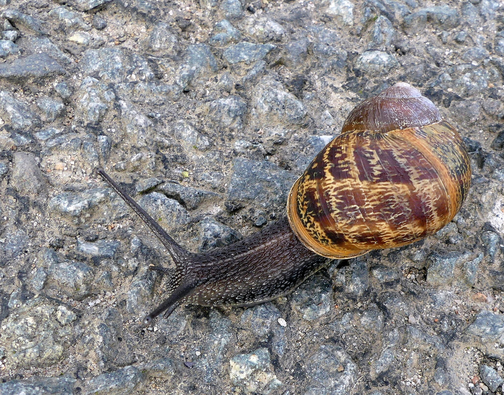 SNAIL 2 240824