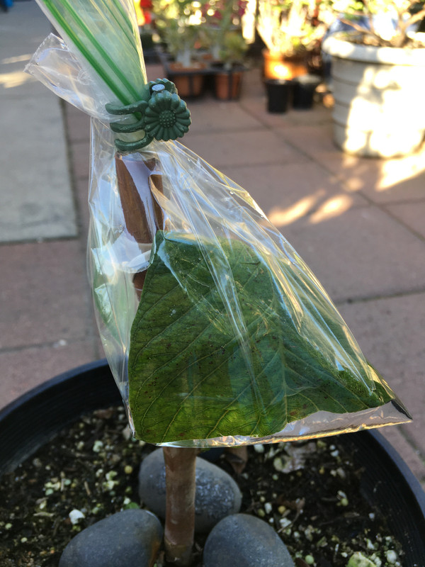 A3CF0A58-ACDD-4626-A014-EED879E928B5