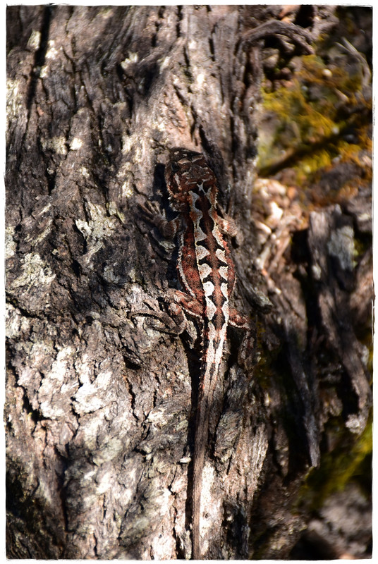 Freycinet National Park - Australia (II): Recorriendo Tasmania (7)