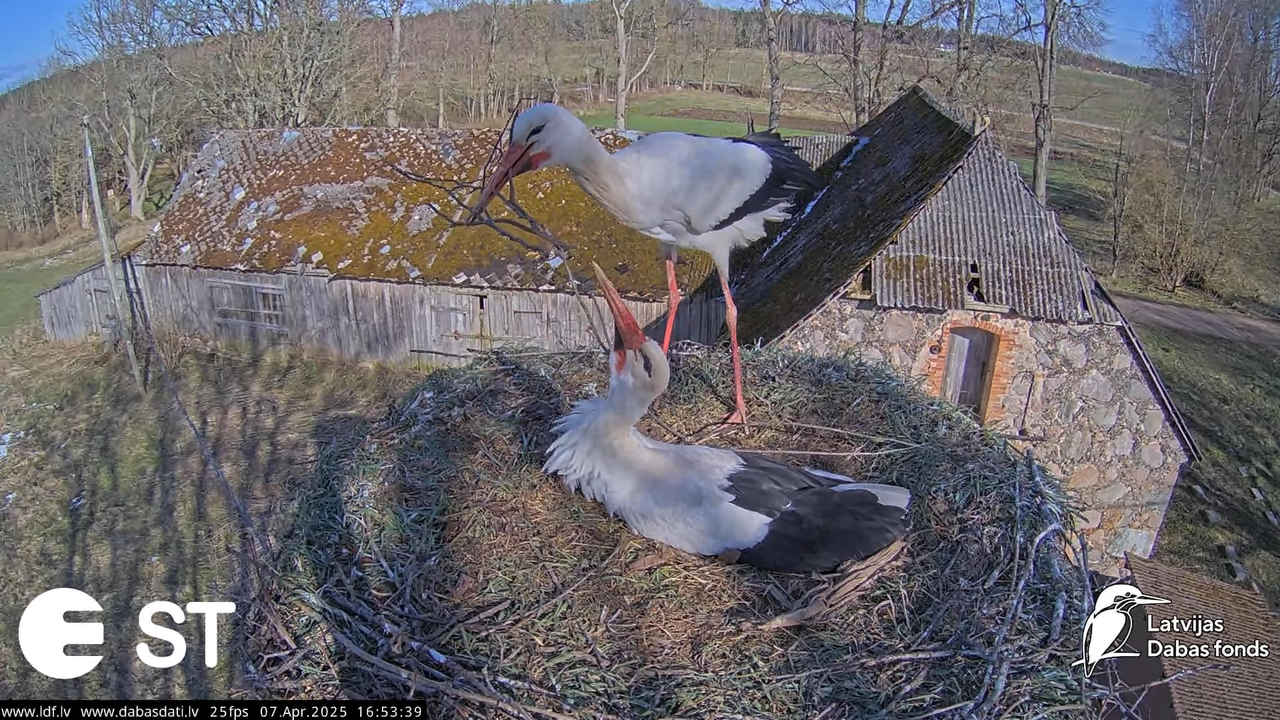 (6) Baltie stārķi (Ciconia ciconia) Tukuma novadā __ White storks in Tukums, Latvia - YouTube - 604_